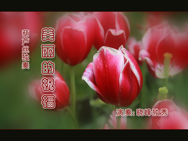 美好的祝福简谱_为美好的世界献上祝福(3)