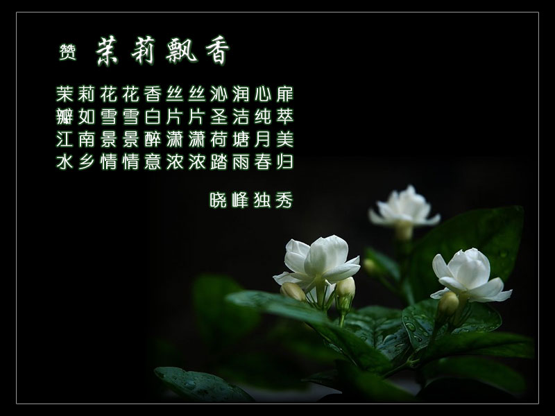茉莉飘香